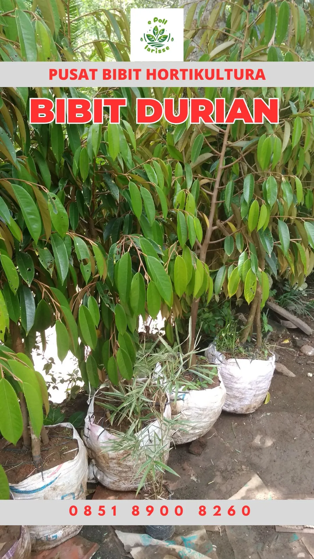 Hortikultura Buah Bibit Durian Montong Tinggi 1 Meter