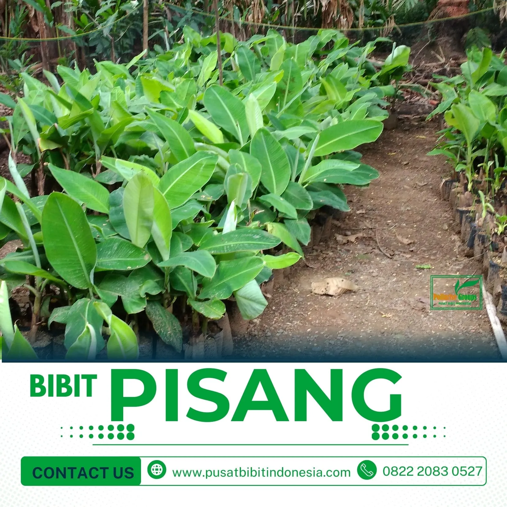 Jual Bibit Pisang Raja
