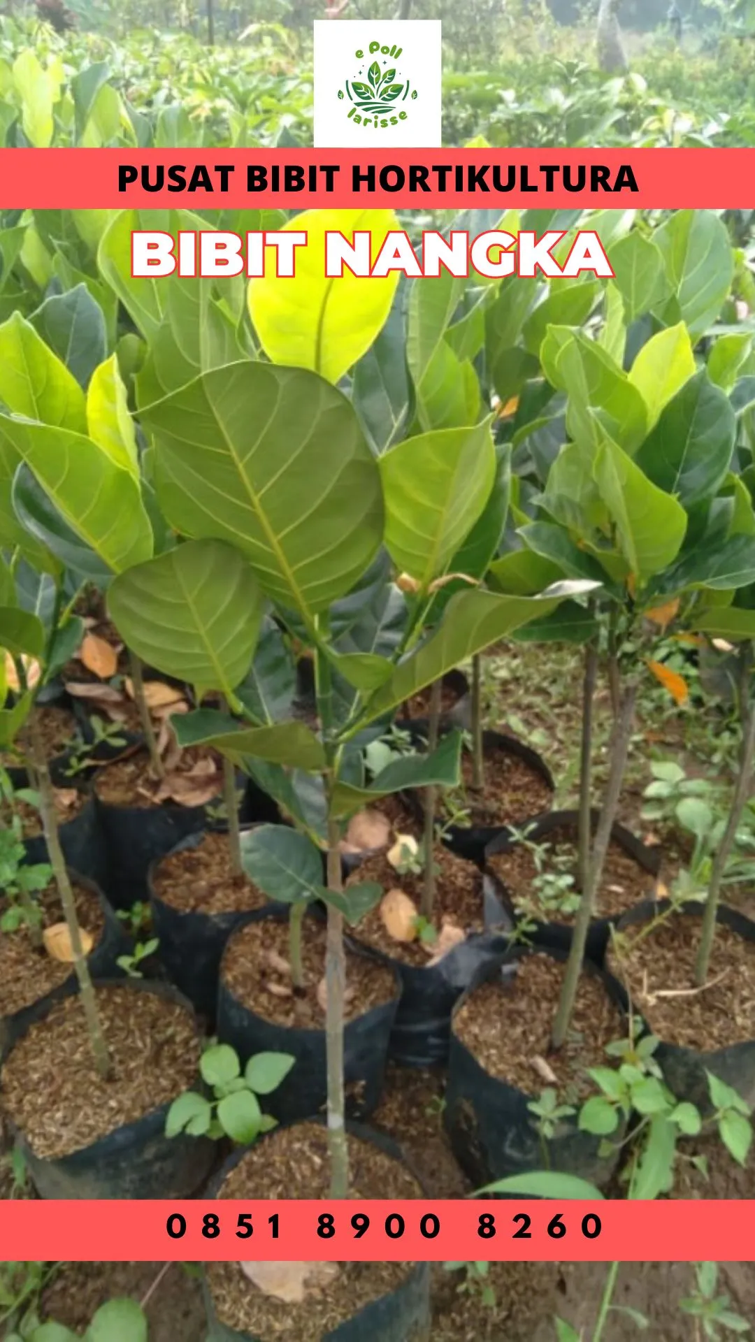Sentra Bibit Pertanian, Bibit Nangka Paling Bagus