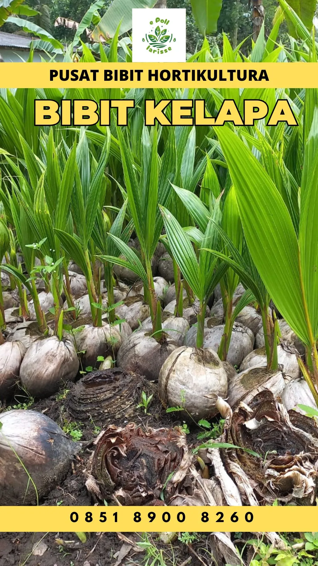 Sentra Bibit Kelapa, Bibit Kelapa Hibrida Super