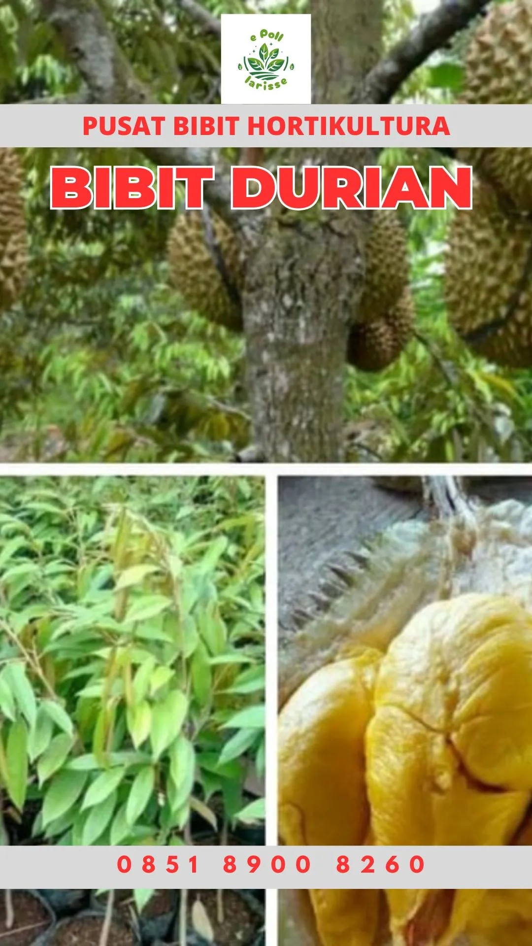 Hortikultura Buah Bibit Durian Montong Medan