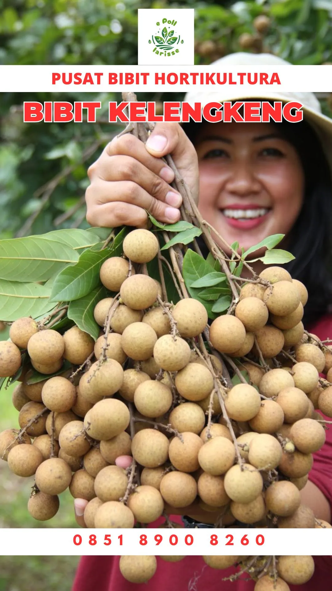 Bibit Buah Lengkeng Tanpa Biji