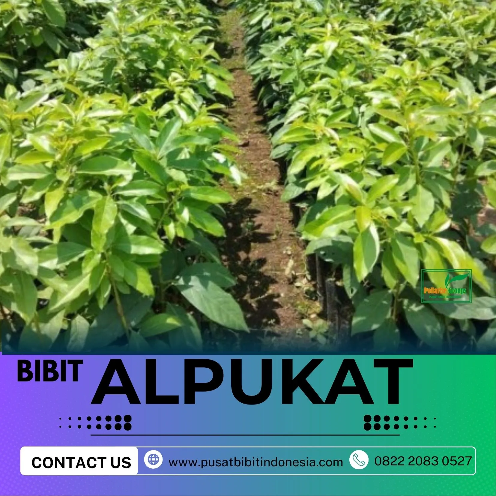 Hortikultura Buah   Bibit Alpukat Miki Di Sidoarjo