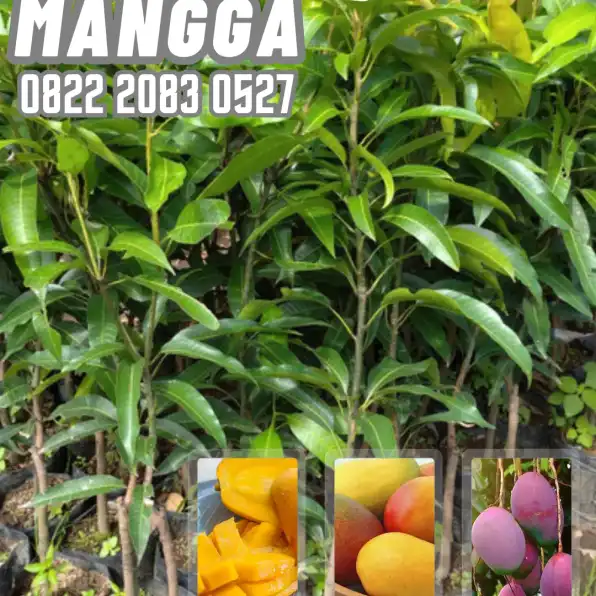 0822 2083 0527 (Tsel) Hortikultura   Bibit Unggul  Mangga Manalagi Jakarta