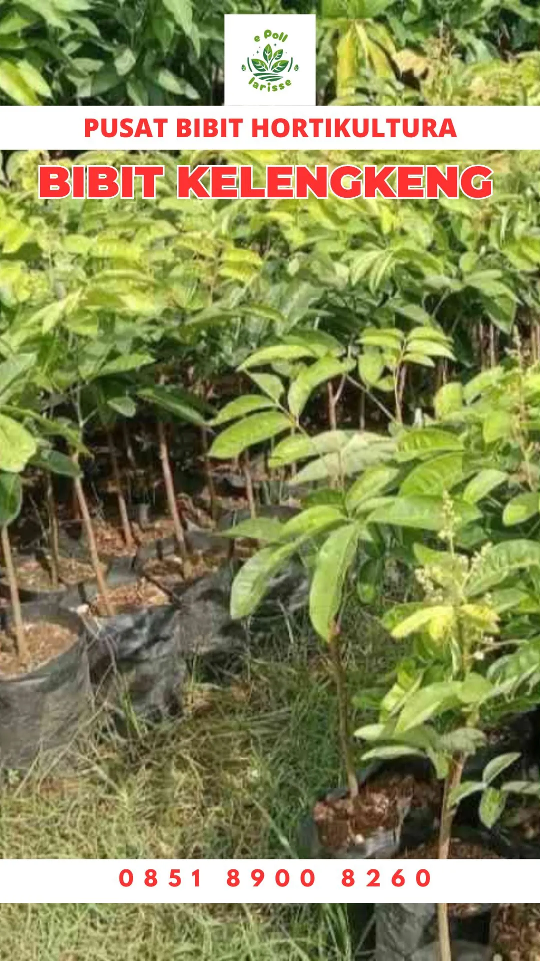 Harga Bibit Kelengkeng Aroma Durian