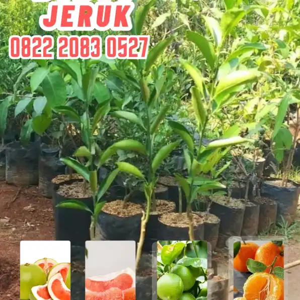 0822.2083.0527 (Tsel)  Hortikultura Buah  Bibit Jeruk Purut Di Garut