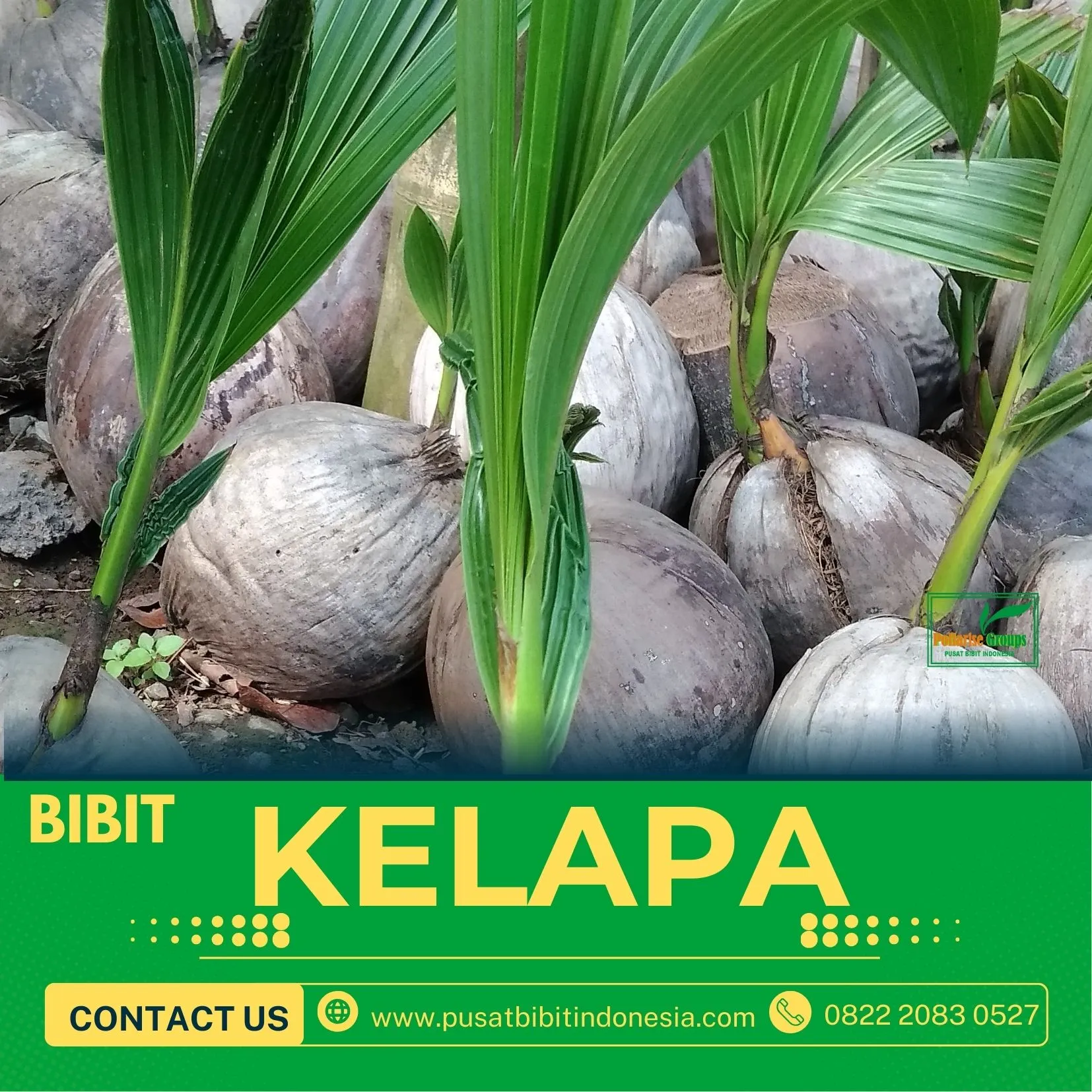 Sentra Bibit Kelapa, Bibit Kelapa Hibrida Kalsel