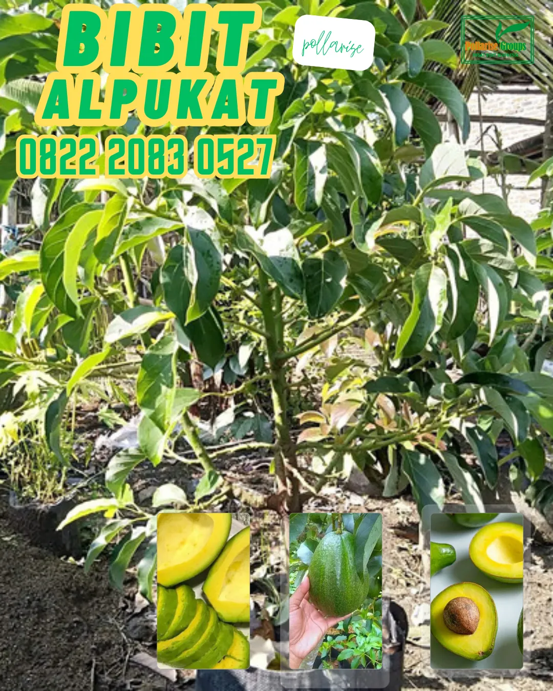 0822 2083 0527 (TSEL) Hortikultura Buah   Bibit Alpukat Di Padang