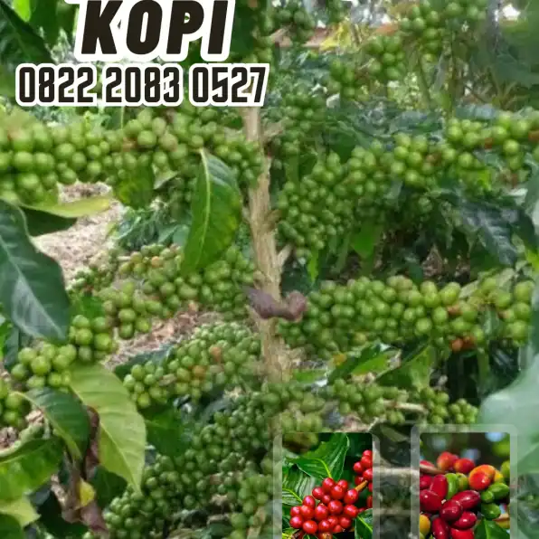 0822 2083 0527 ( Tsel ) Sentra Bibit Kopi, Bibit Kopi Robusta Sidikalang