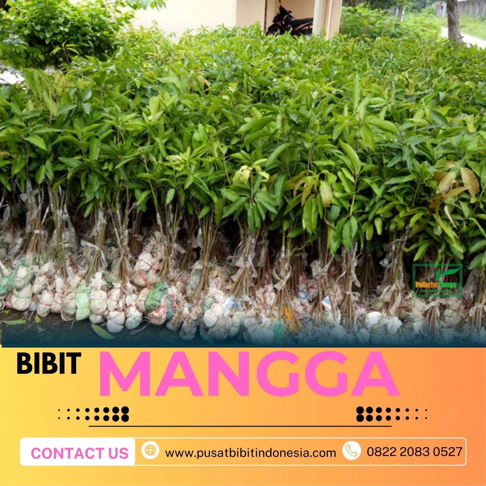 Hortikultura   Bibit Unggul  Mangga Red Brazil