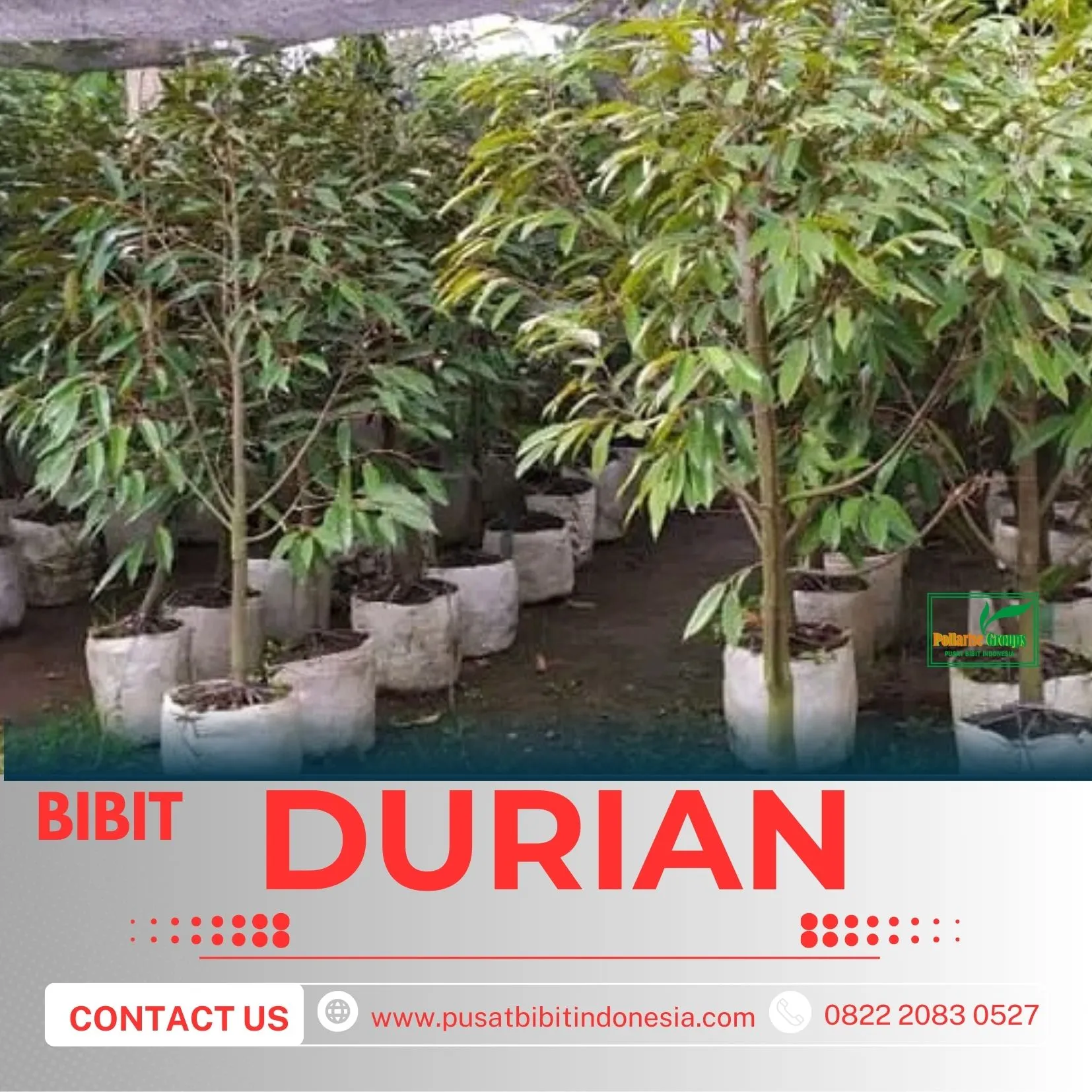 Sentra Pengadaan  Bibit Durian Montong 2 Meter