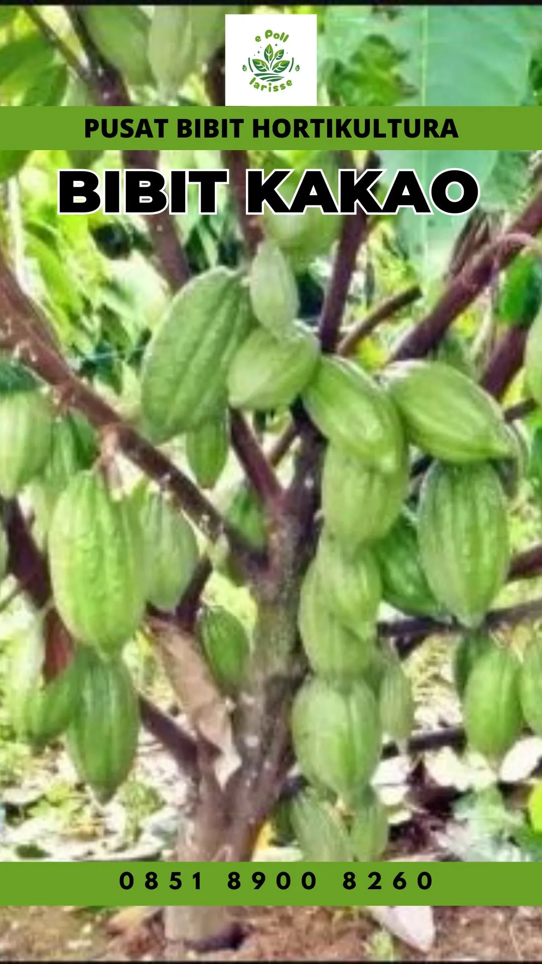 Sentra Bibit, Bibit Kakao Bersertifikat Medan,   Bibit Kakao Coklat Di Sumatera Utara Pollarise