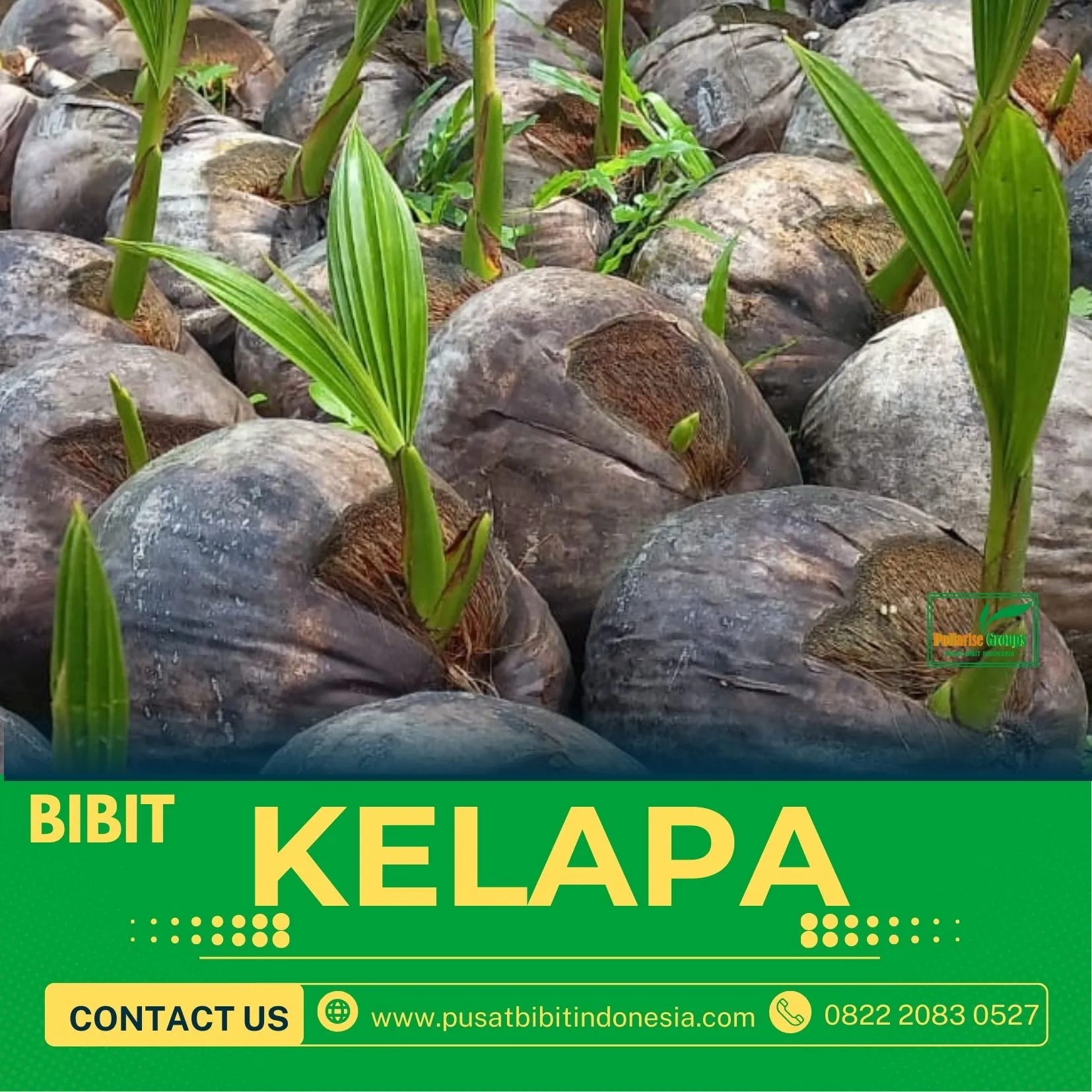 Sentra Bibit Kelapa, Bibit Kelapa Genjah Entok Genjah