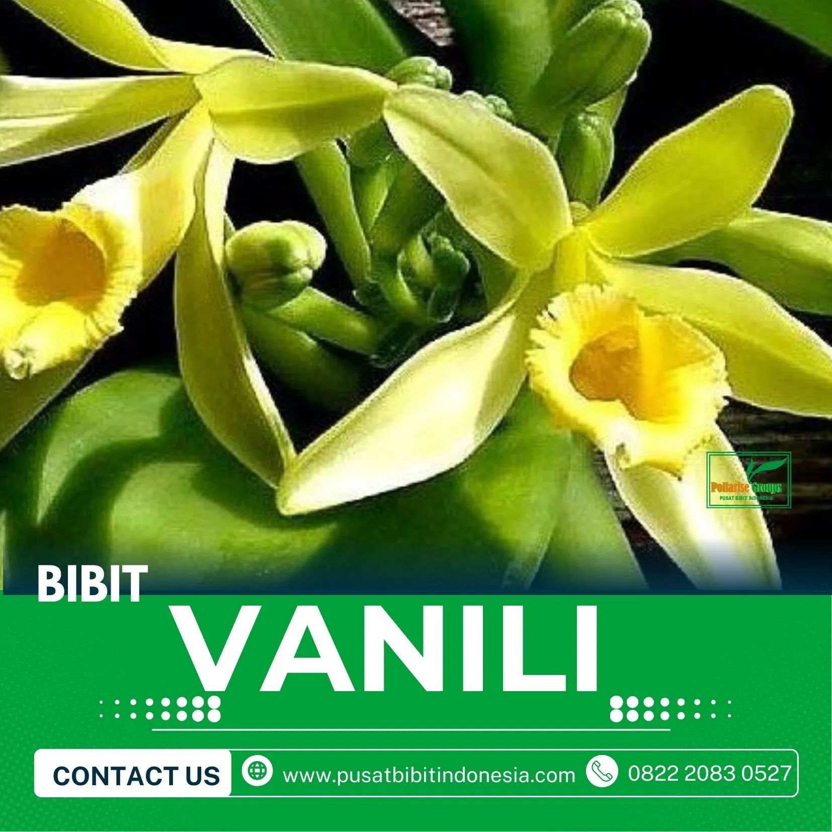 Sentral  Harga Bibit Vanili Alor