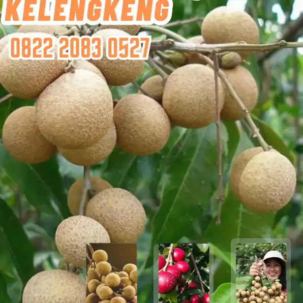 0822.2083.0527 (Tsel) Agrocenter Bibit Kelengkeng Diamond River