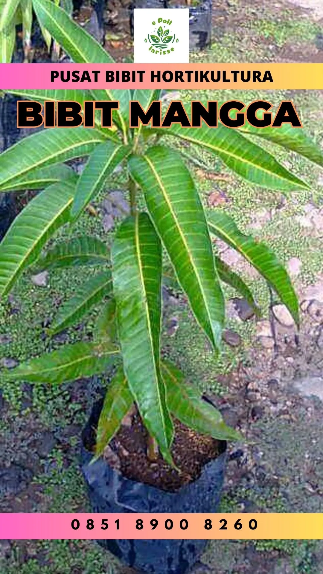 Bibit Unggul  Mangga Enak