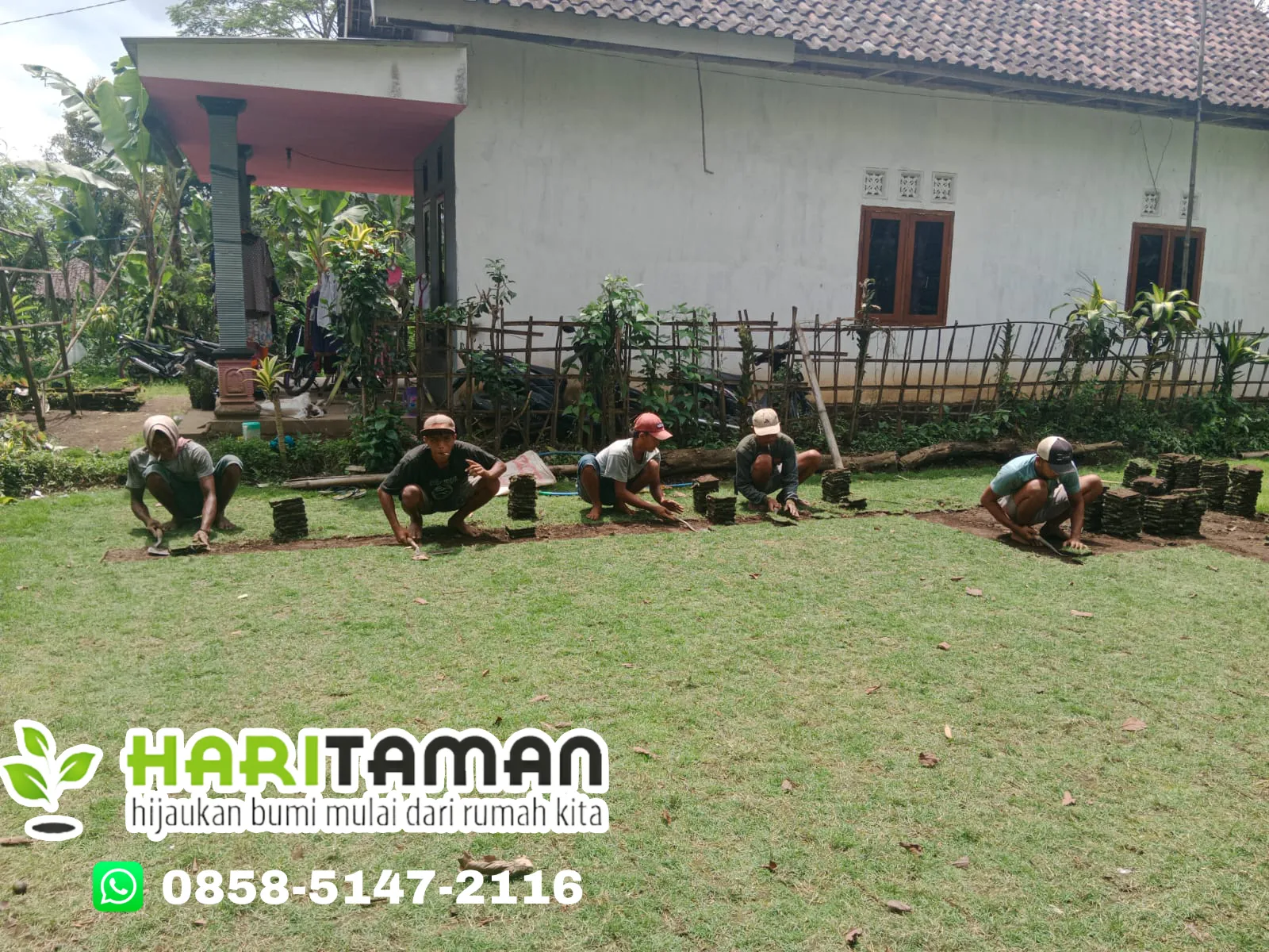 Supplier Rumput Jepang Tuban Terbaik