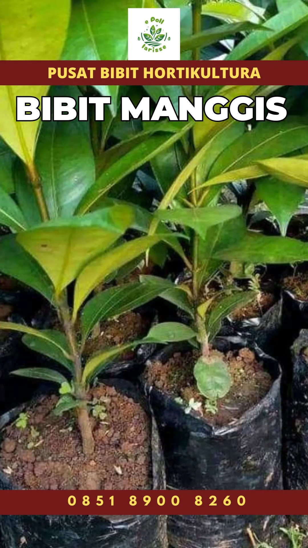 Sentral Bibit , Jua Bibit Pohon Manggis Di Bogor, Jua Bibit Pohon Manggis Di Malang