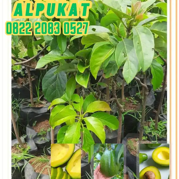 0822 2083 0527 (TSEL) Hortikultura Buah   Bibit Alpukat Jogja