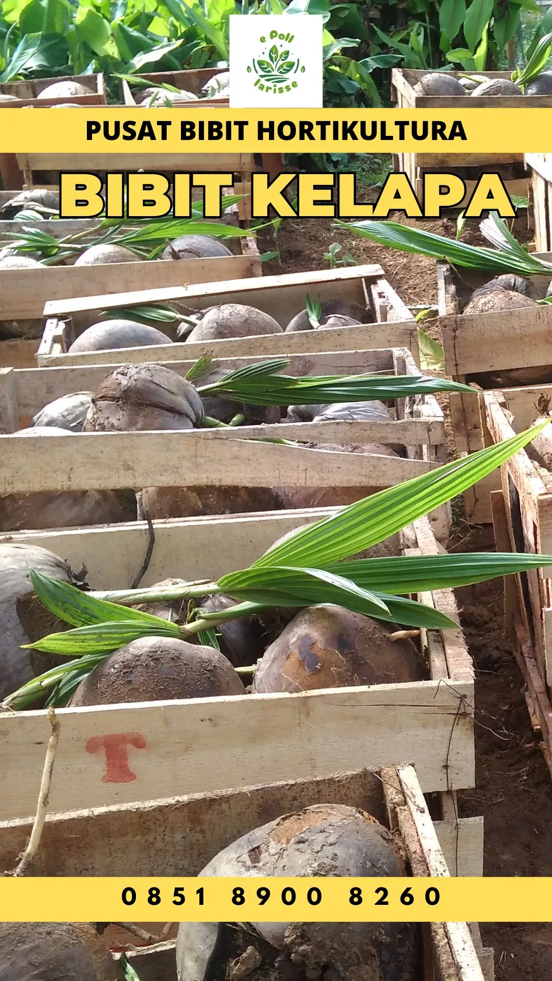 Sentra Bibit Kelapa,  Bibit Kelapa Hibrida Tasikmalaya