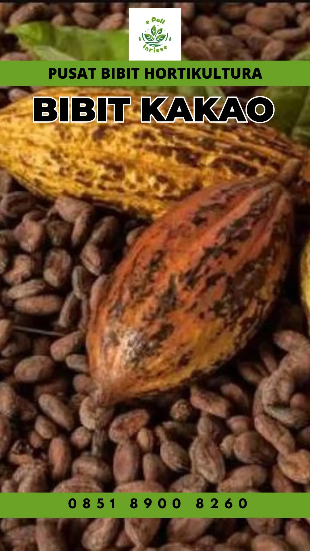 Sentra Bibit, Bibit Kakao Hibrida, Harga Bibit Kakao Sambung Pucuk Pollarise