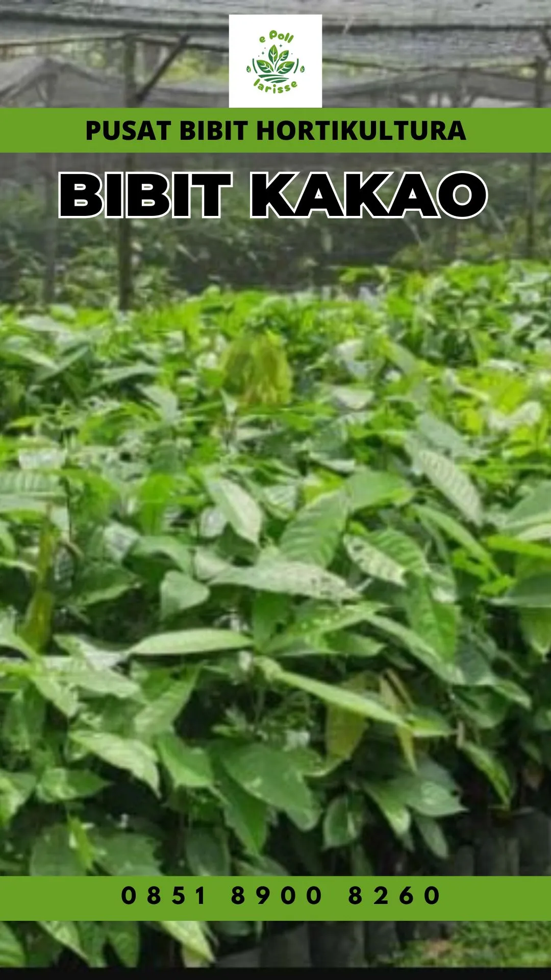 Sentra Bibit, Bibit Kakao Unggul, Bibit Coklat Lampung Pollarise