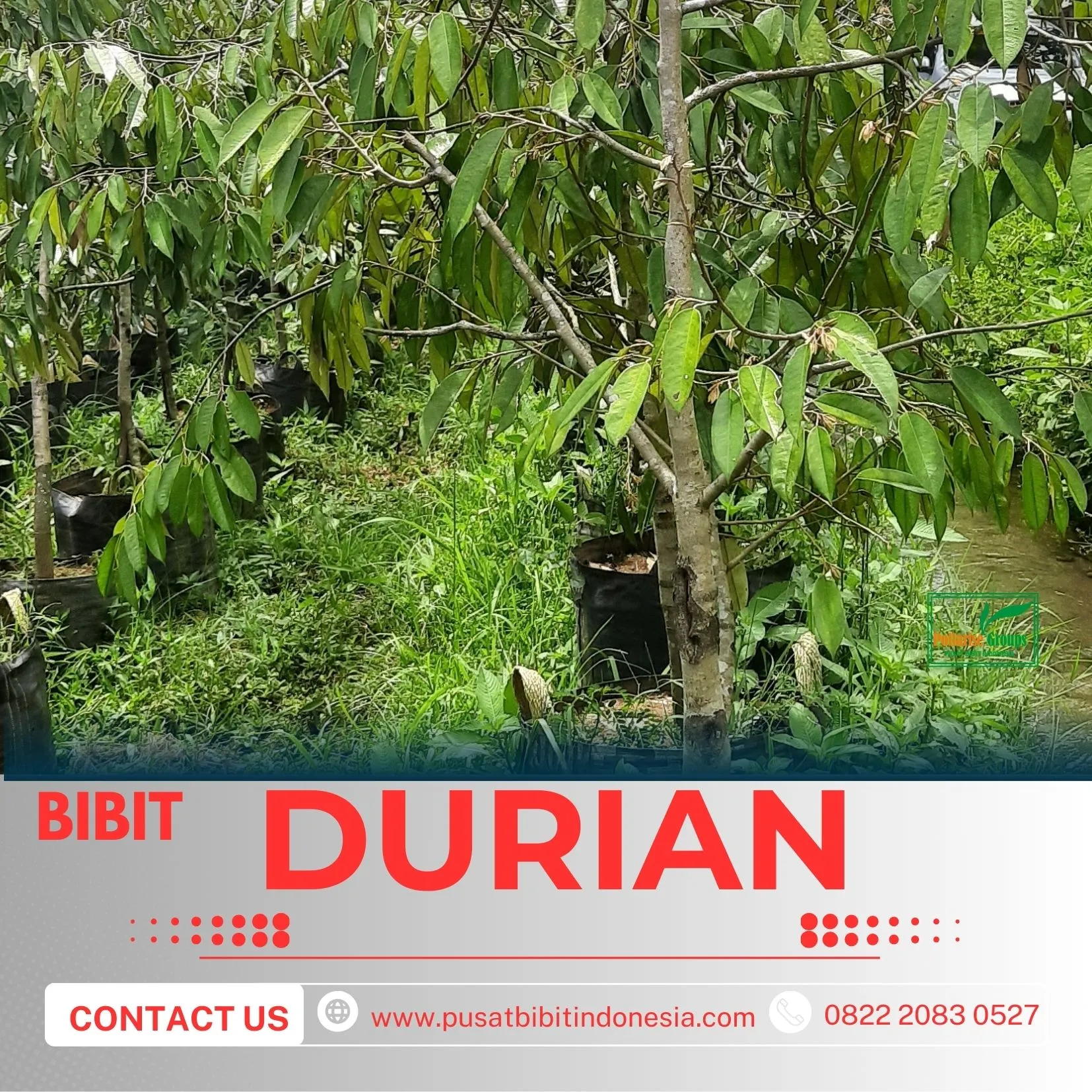 Hortikultura Buah  Bibit Memilih Bibit Durian Yang Bagus