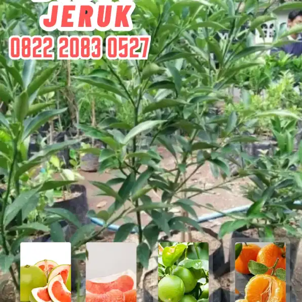 0822.2083.0527 (Tsel)  Hortikultura Buah  Bibit Jeruk Purut Okulasi