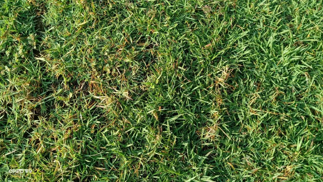 Jual rumput lapangan sepak bola jepara termurah