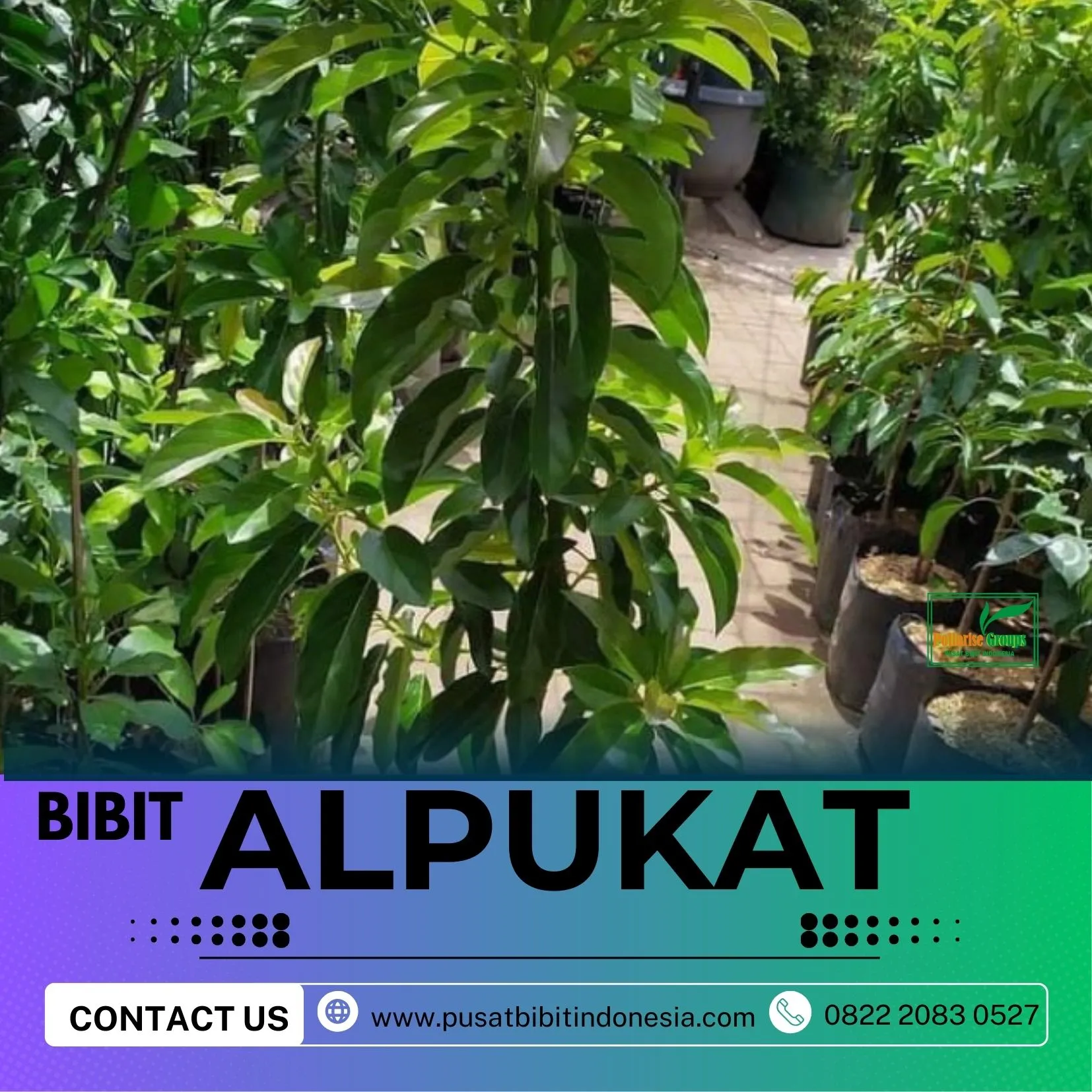 Hortikultura Buah  Bibit Alpukat Mentega Super