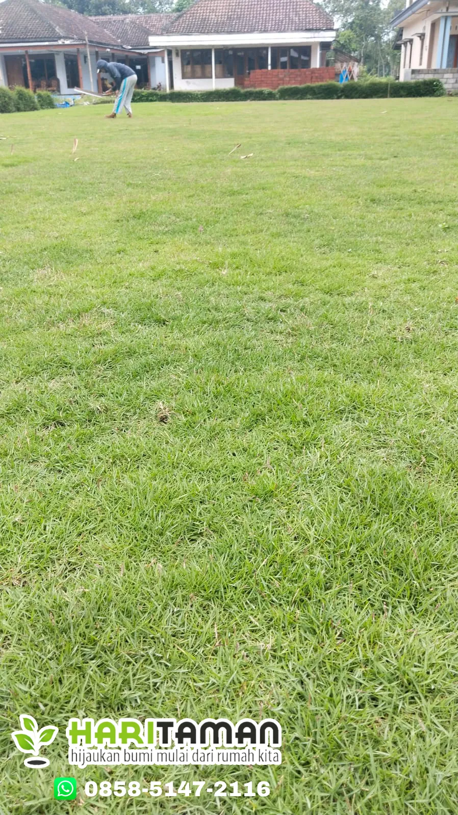 Harga Rumput Jepang Kota Blitar Termurah