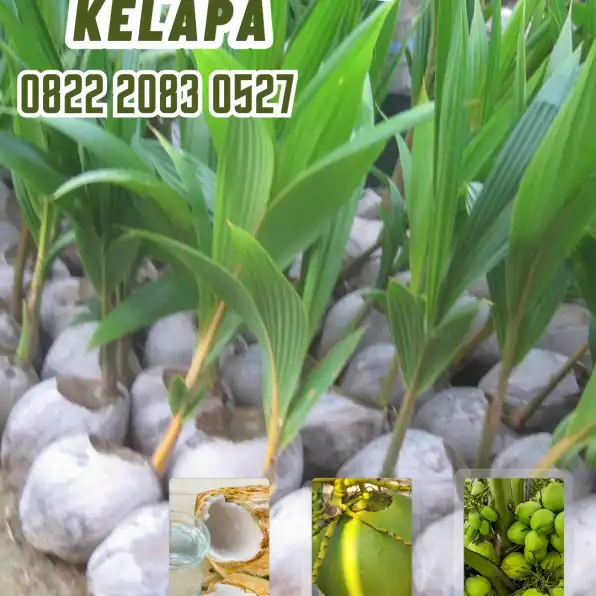 0822.2083.0527 (TSEL) Sentra Bibit Kelapa, Bibit Kelapa Hibrida Di Jambi