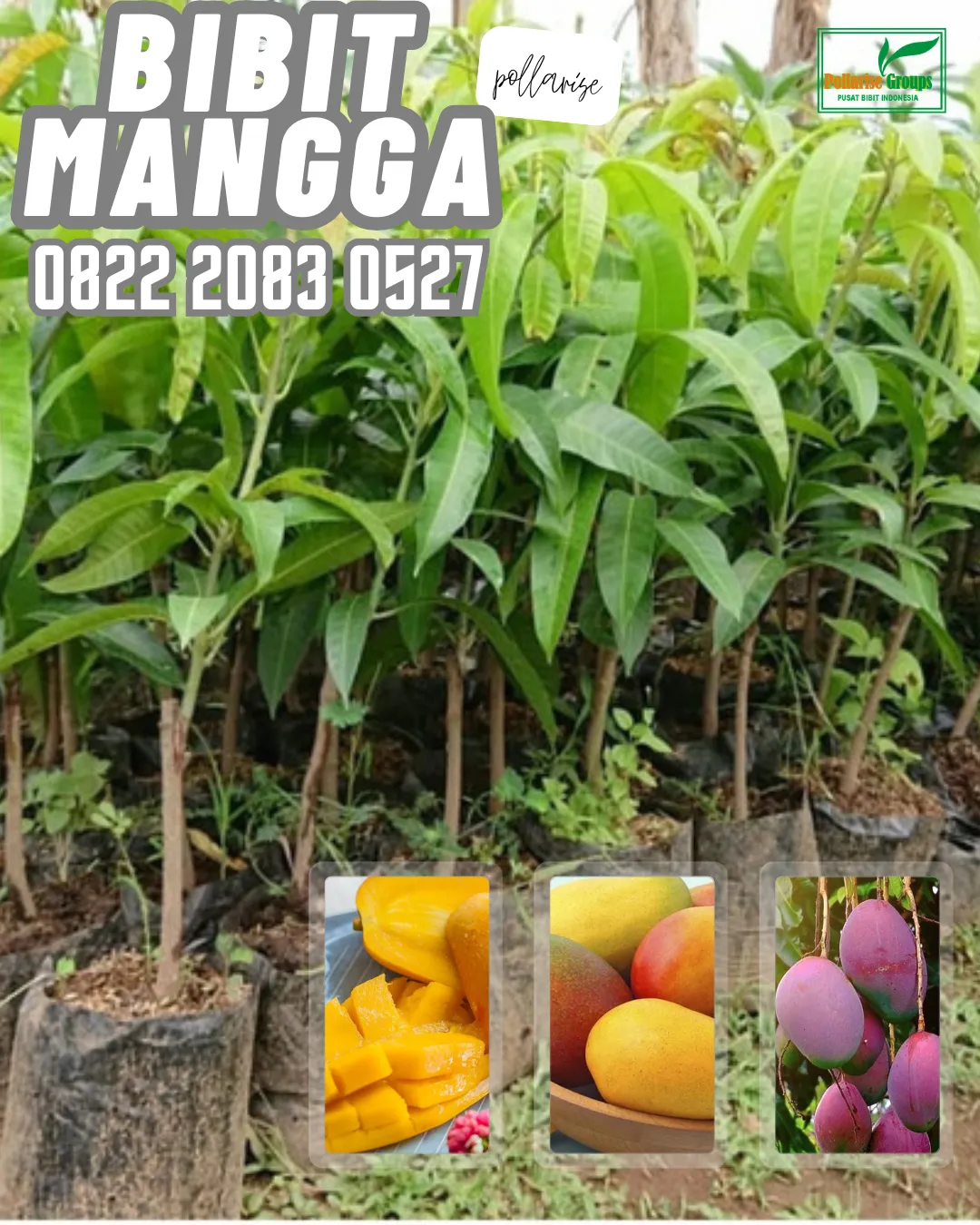 0822 2083 0527 (Tsel) Hortikultura   Bibit Unggul  Mangga Gincu