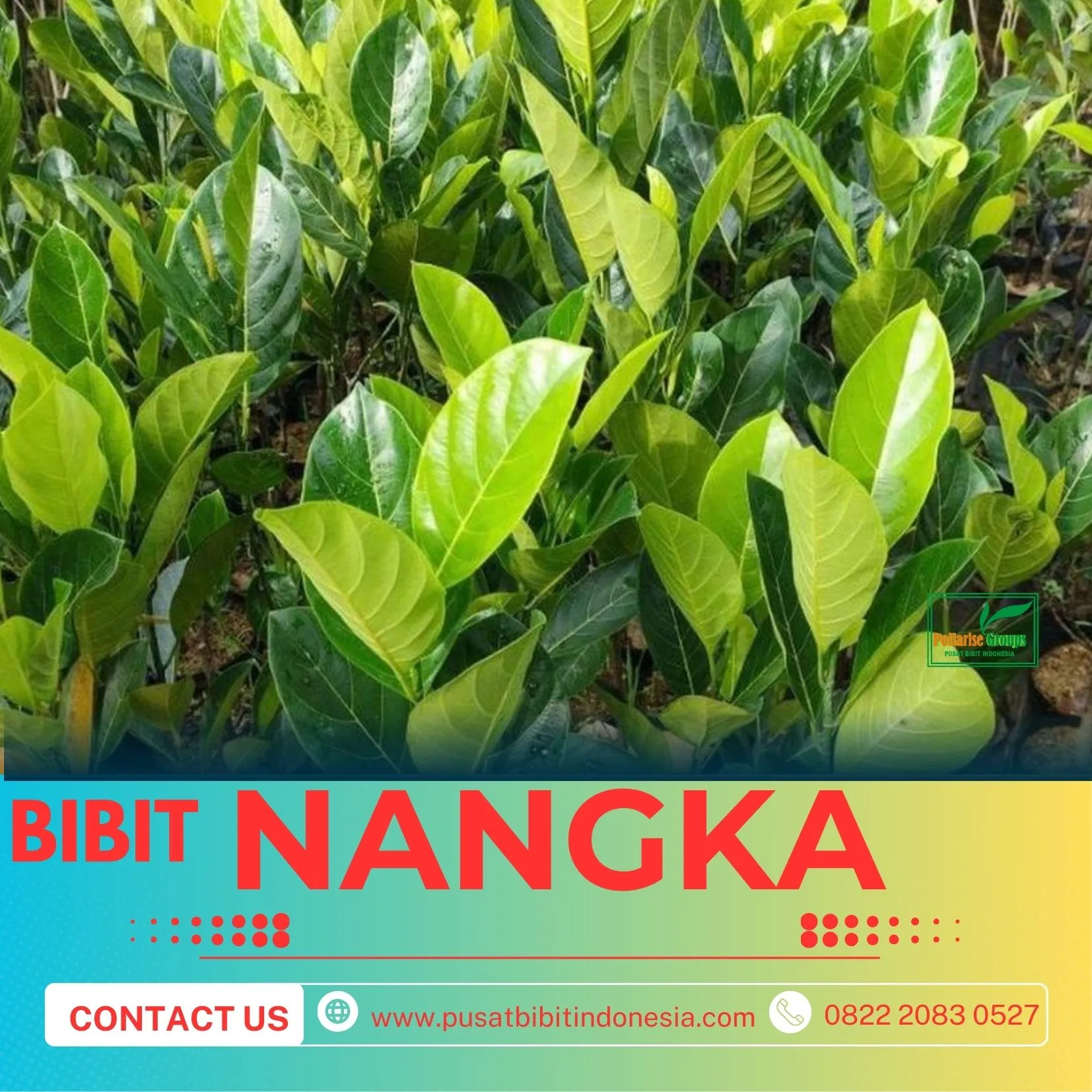 Sentra Bibit Pertanian,  Bibit Nangka Sayur