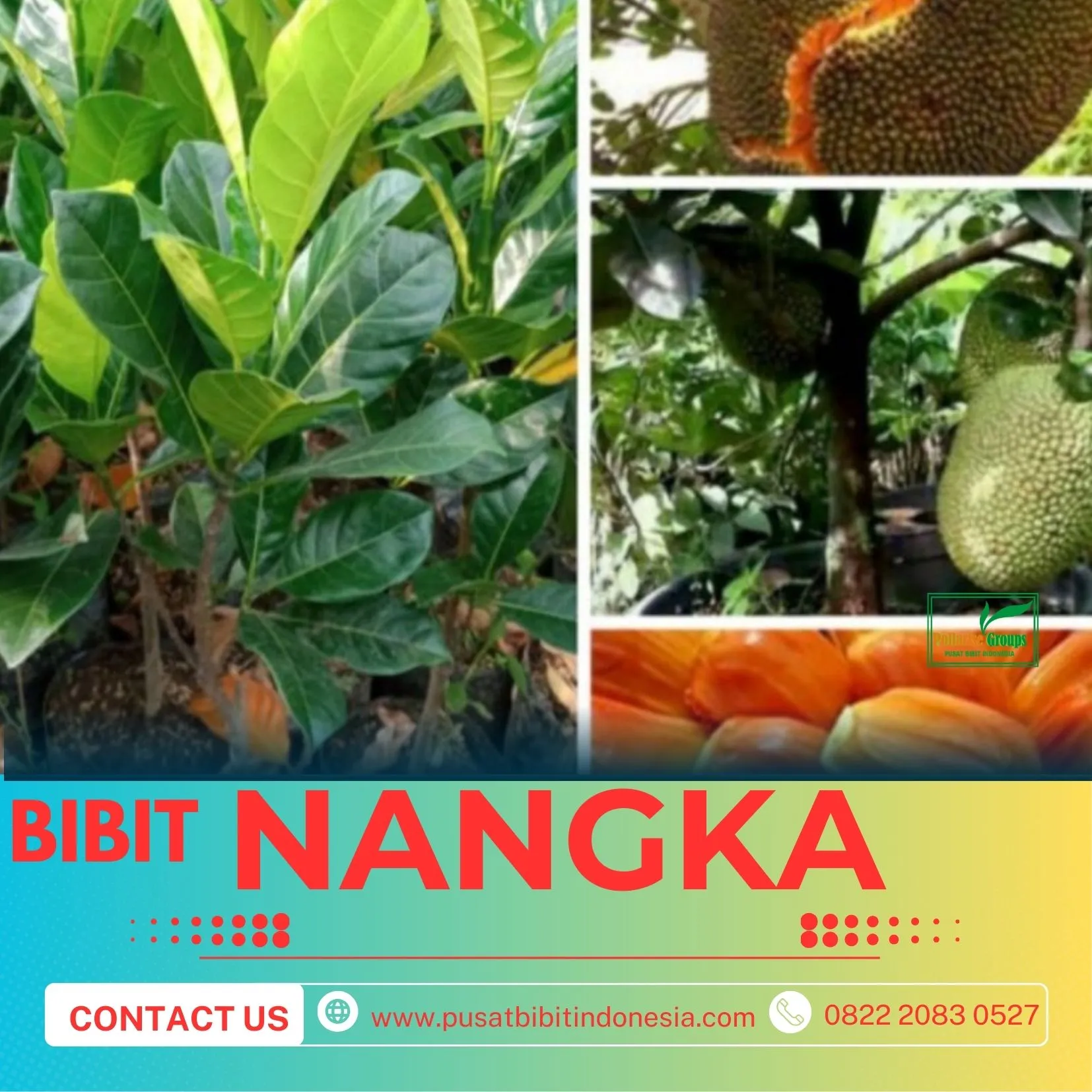 Sentra Bibit Pertanian,  Bibit Nangka Di Surabaya