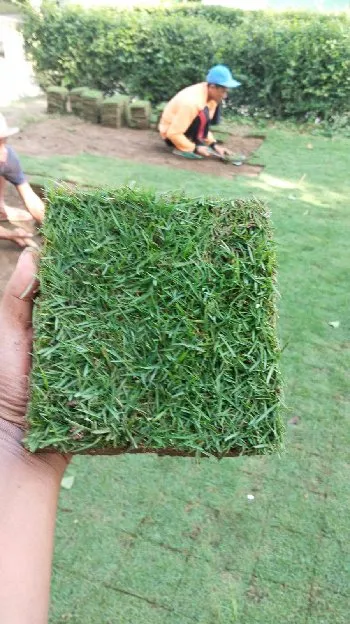 Jual rumput lapangan sepak bola pati termurah