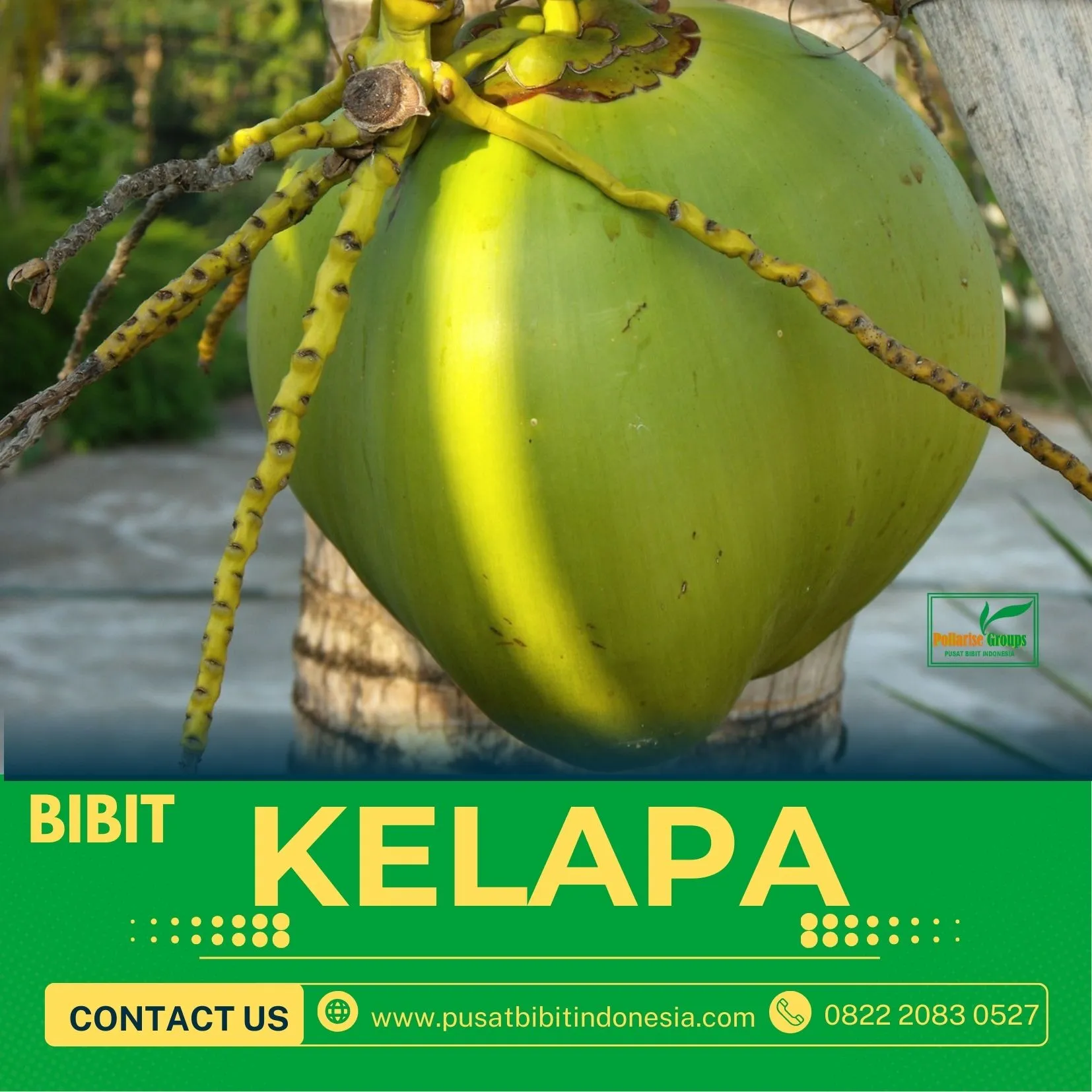 Sentra Bibit Kelapa, Bibit Kelapa Genjah Entok Purworejo