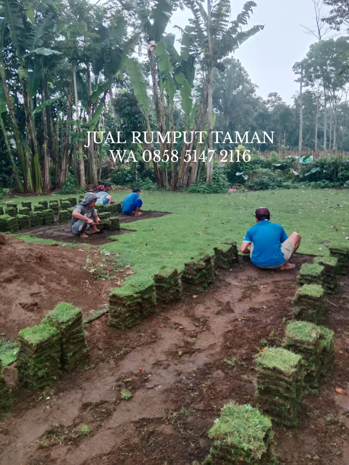 Rumput Jepang Kota Mojokerto Terbaik