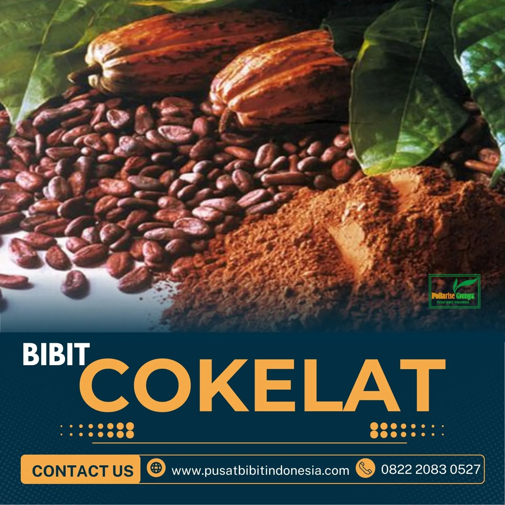 Pusat Bibit Kakao Bersertifikat, Bibit Kakao Yang Bagus Pollarise