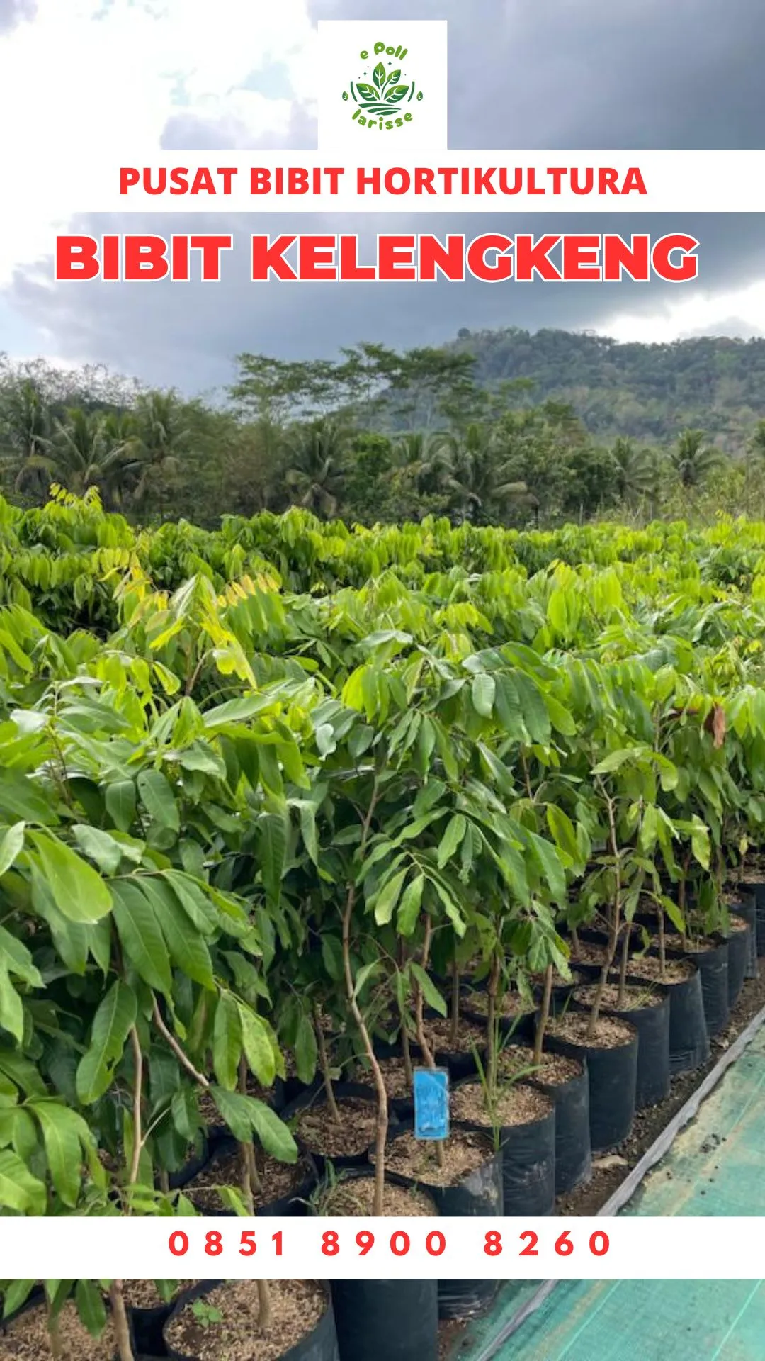 Harga Bibit Kelengkeng Itoh