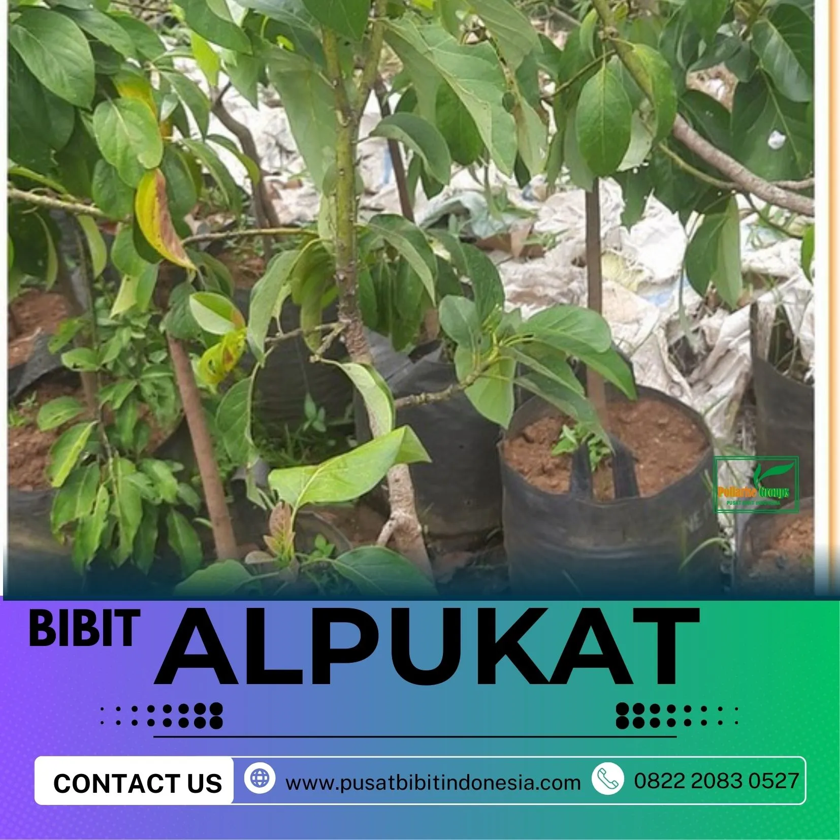 Hortikultura Buah  Harga Bibit Alpukat Miki Depok