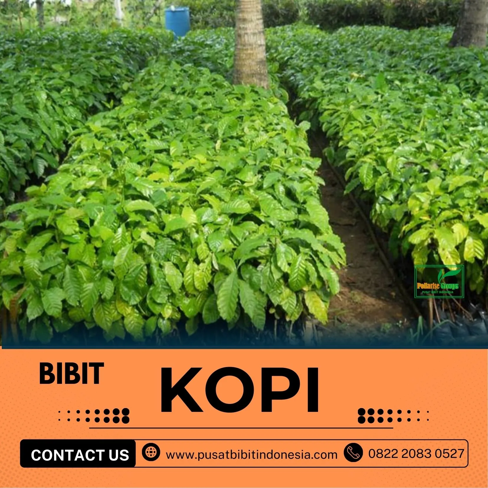 Sentra Bibit Kopi, Bibit Kopi Hijau