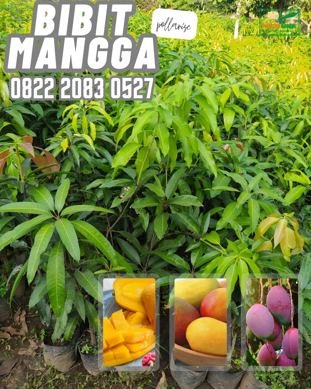 0822 2083 0527 (Tsel) Hortikultura   Harga Bibit Unggul  Pohon Mangga Harum Manis