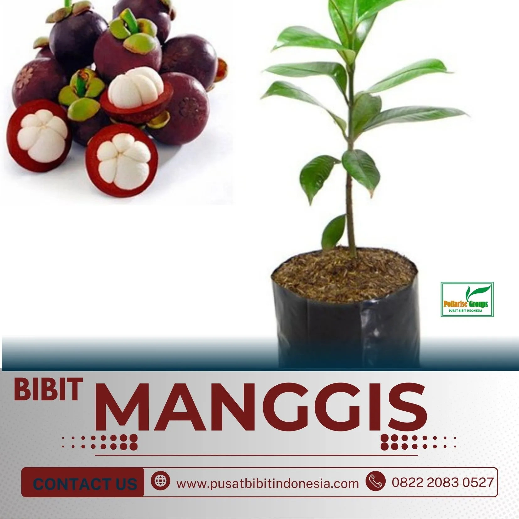 Sentral Bibit, Jual Bibit Manggis Di Medan, Jual Bibit Pohon Manggis Di Malang