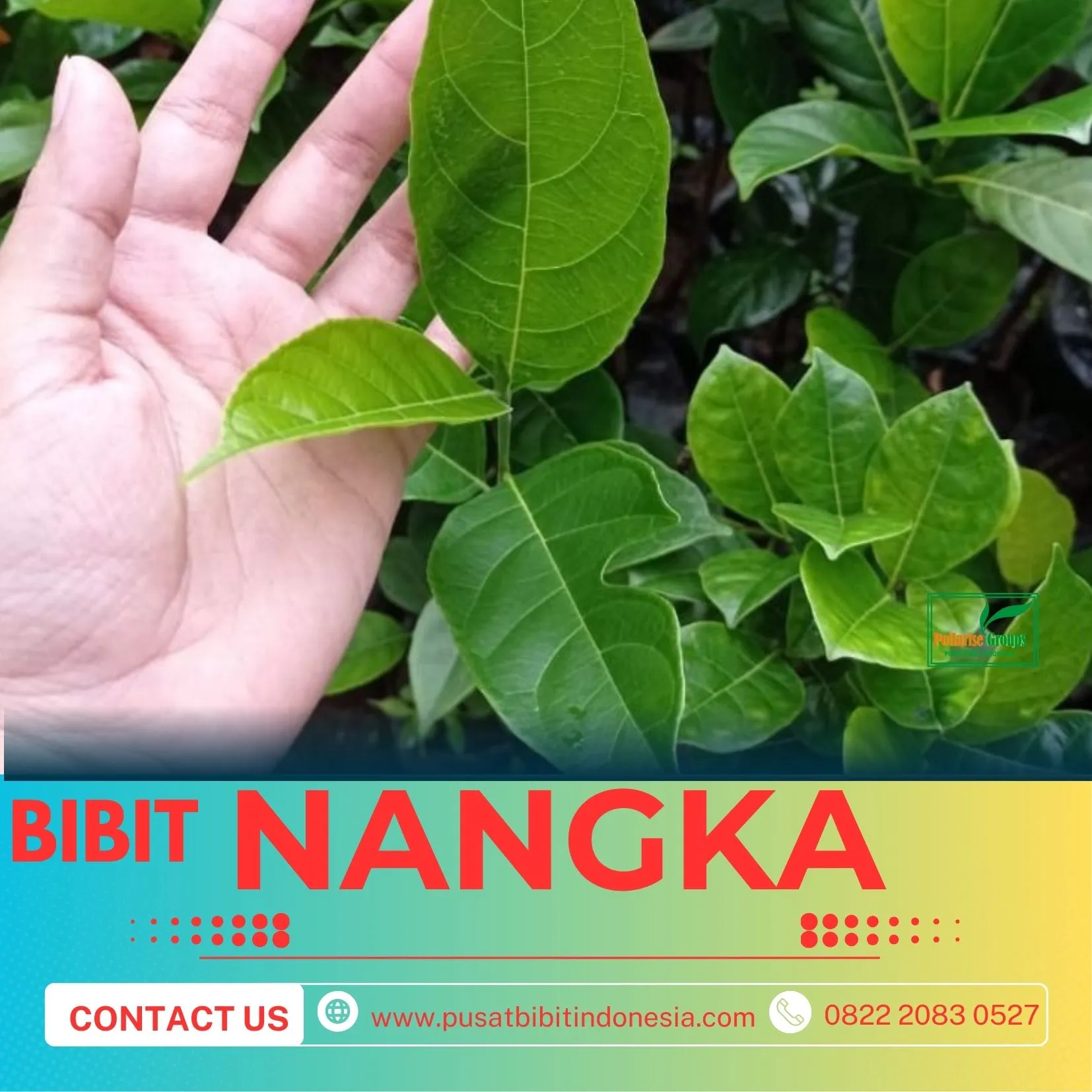 Sentra Bibit Pertanian, Bibit Nangka Super