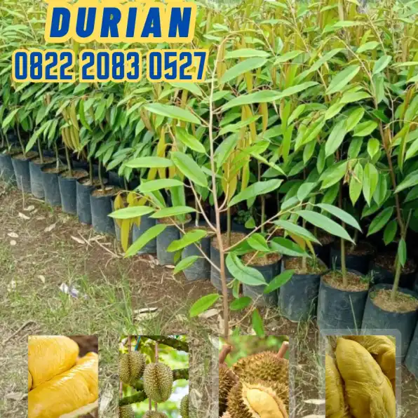 0822.2083.0527 (Tsel)  Hortikultura Buah  Bibit Durian Musang King Di Pangandaran