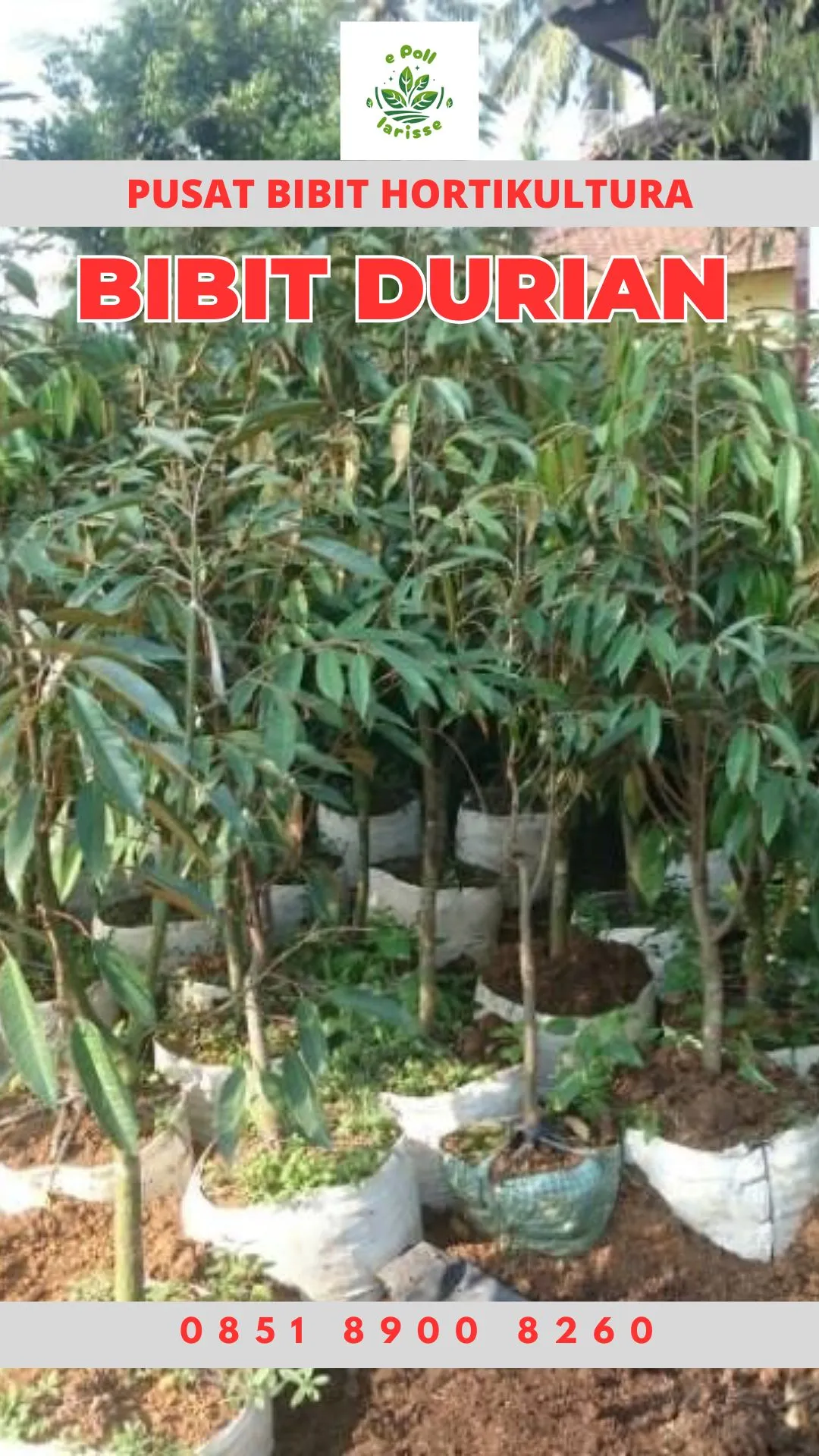 Hortikultura Buah Bibit Durian Montong Kaki 3