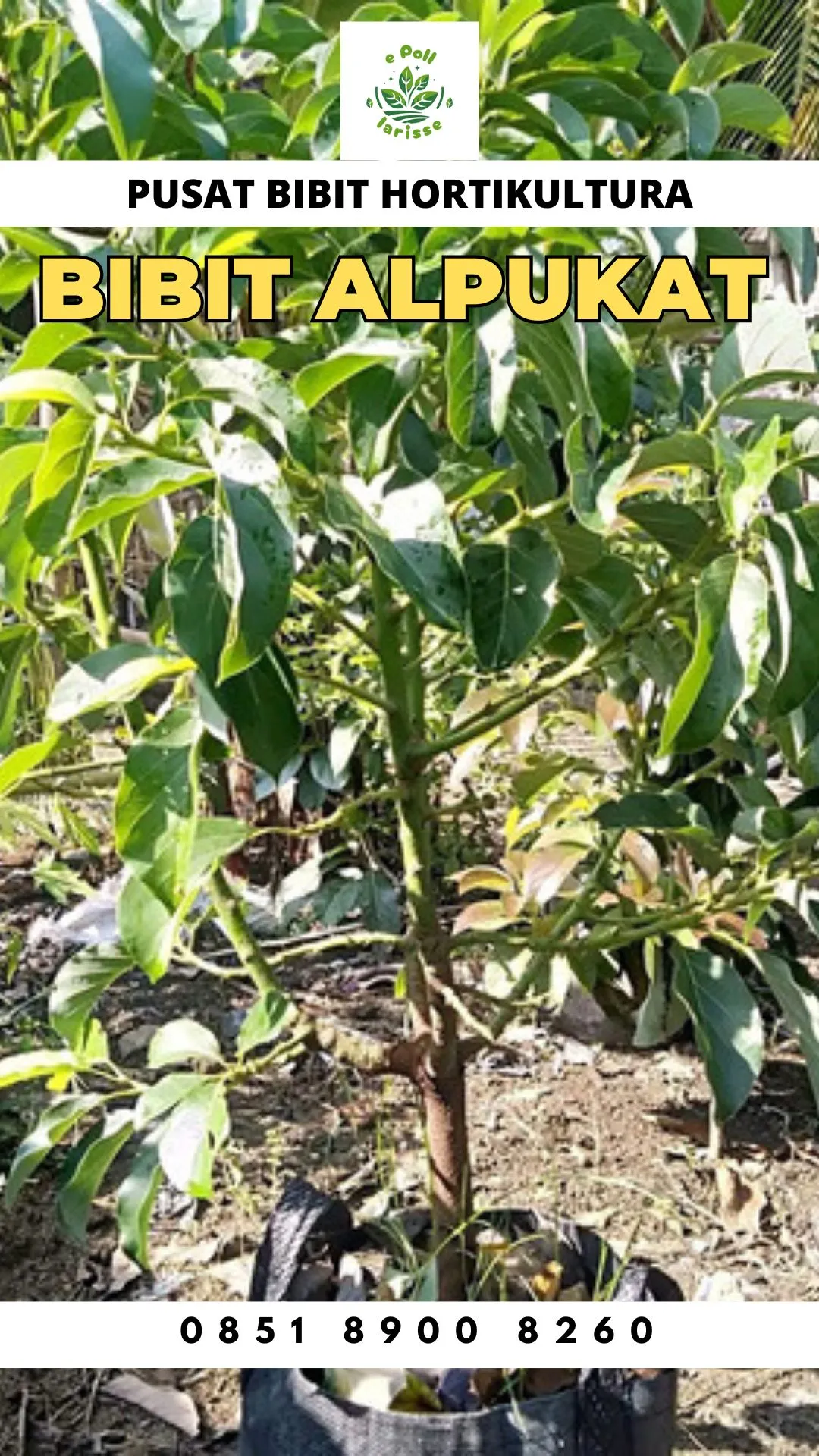 Hortikultura Buah  Bibit Alpukat Bogor