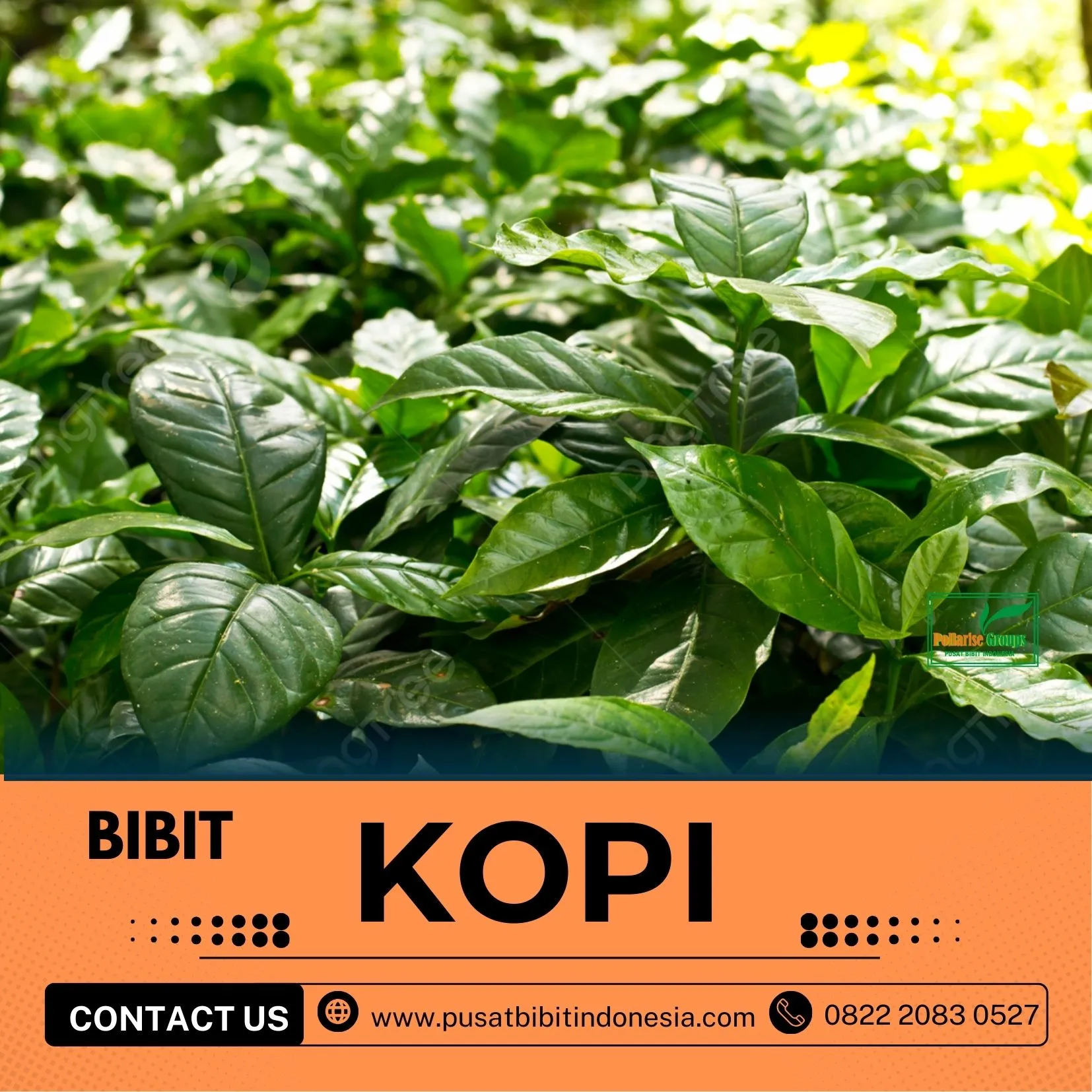 Sentra Bibit Kopi, Bibit Kopi Robusta Di Bogor