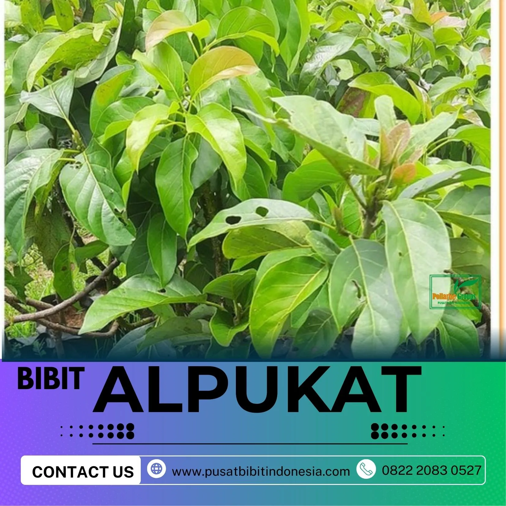 Hortikultura Buah  Bibit Alpukat Mentega Di Malang